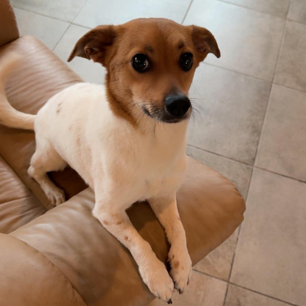 Enlarge Sparky, a Adoptable Jack Russell Terrier in Cashmere, WA image 3/3