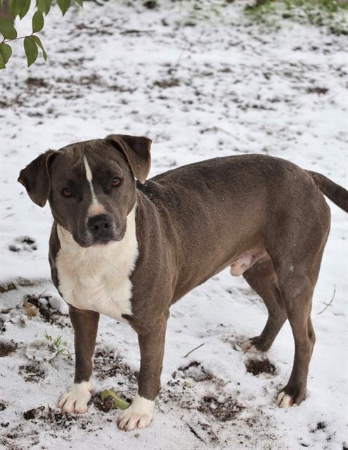Enlarge DUTCH, a Adoptable Mixed Breed in Columbia, SC image 1/1