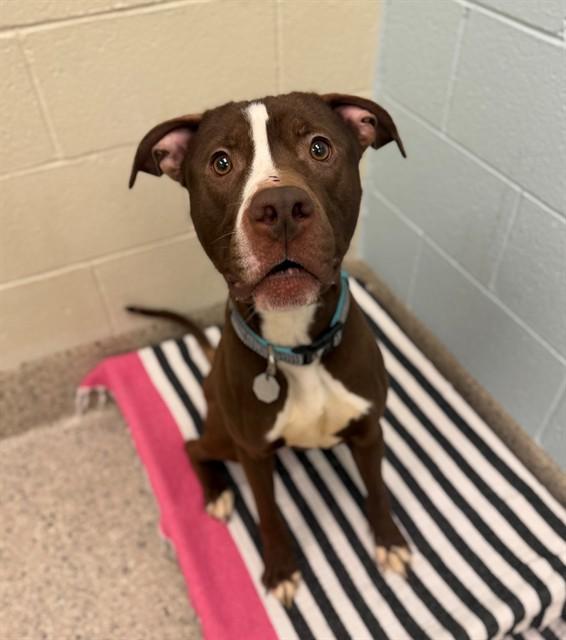 Enlarge GOOSE, a Adoptable Pit Bull Terrier in Brighton, CO image 1/1