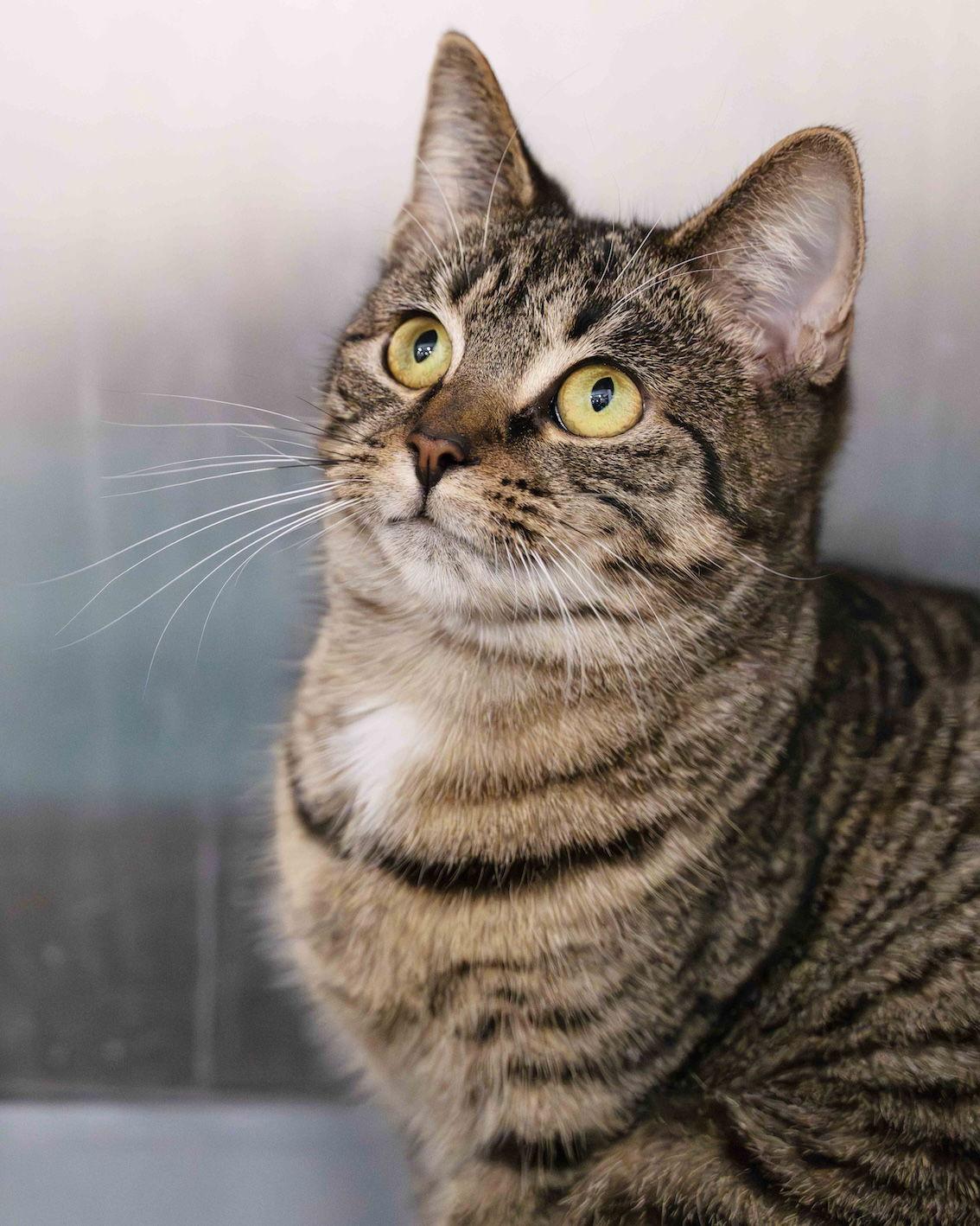 Nina, Adoptable, Young Female Domestic Short Hair.