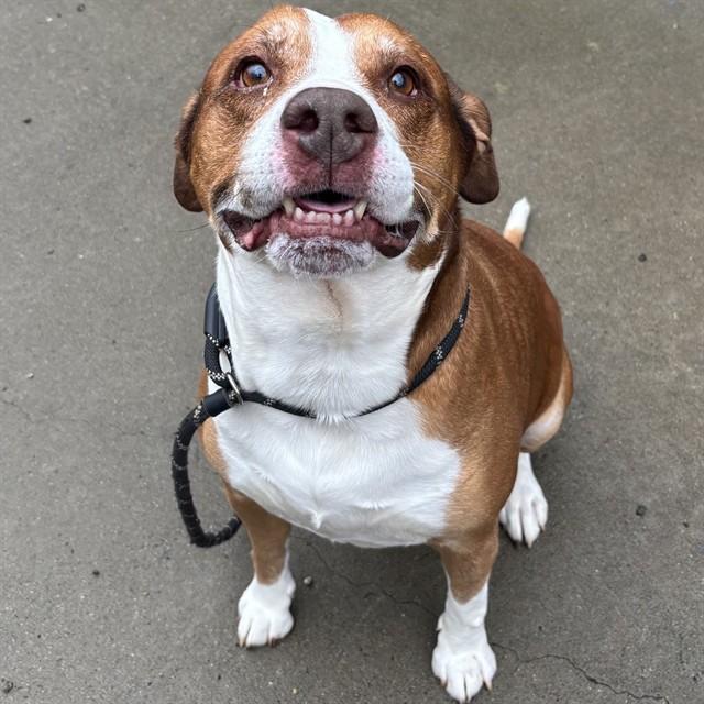 APOLLO, Adoptable, Adult Male American Staffordshire Terrier & Mixed Breed.