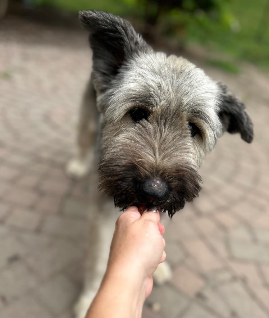 Zaylee, Adoptable, Adult Female Briard.