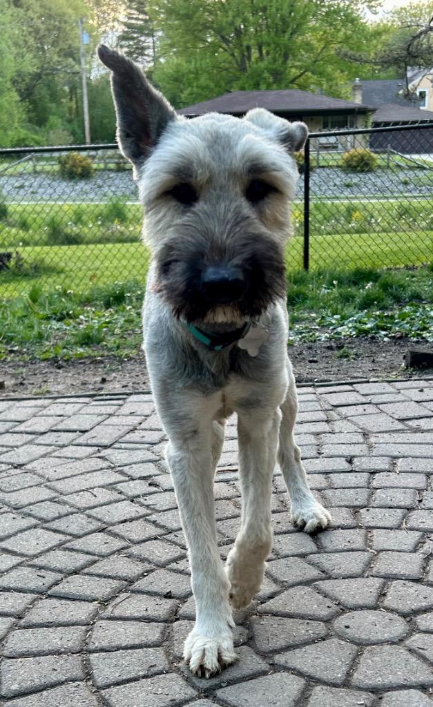 Zaylee, a Adoptable mixed breed in West Bloomfield, MI image 2/6