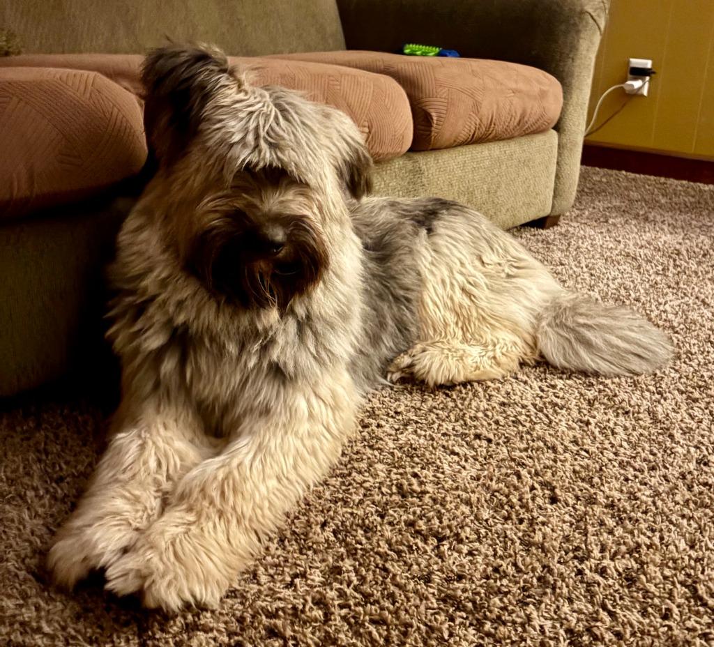 Zaylee, a Adoptable mixed breed in West Bloomfield, MI image 4/6
