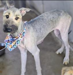 Zaylee, a Adoptable mixed breed in West Bloomfield, MI image 5/6