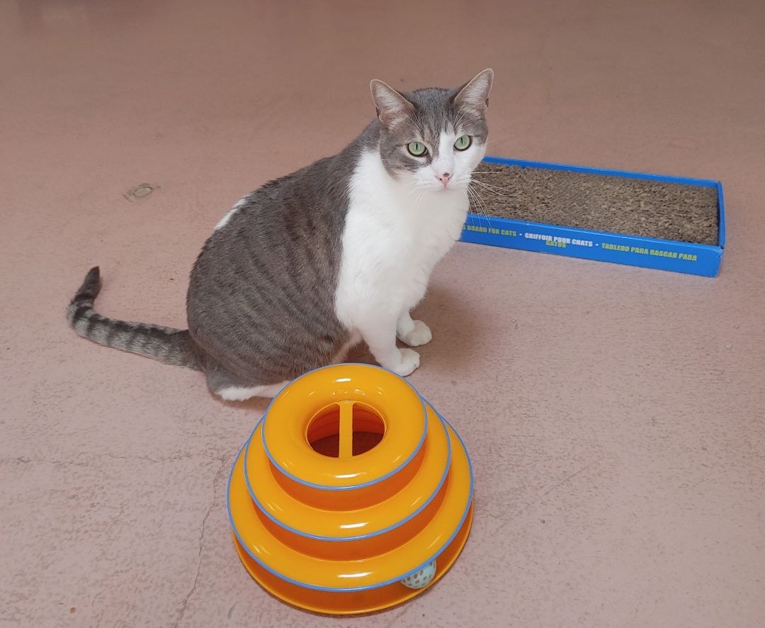 Oliver, Adoptable, Adult Male Domestic Short Hair.