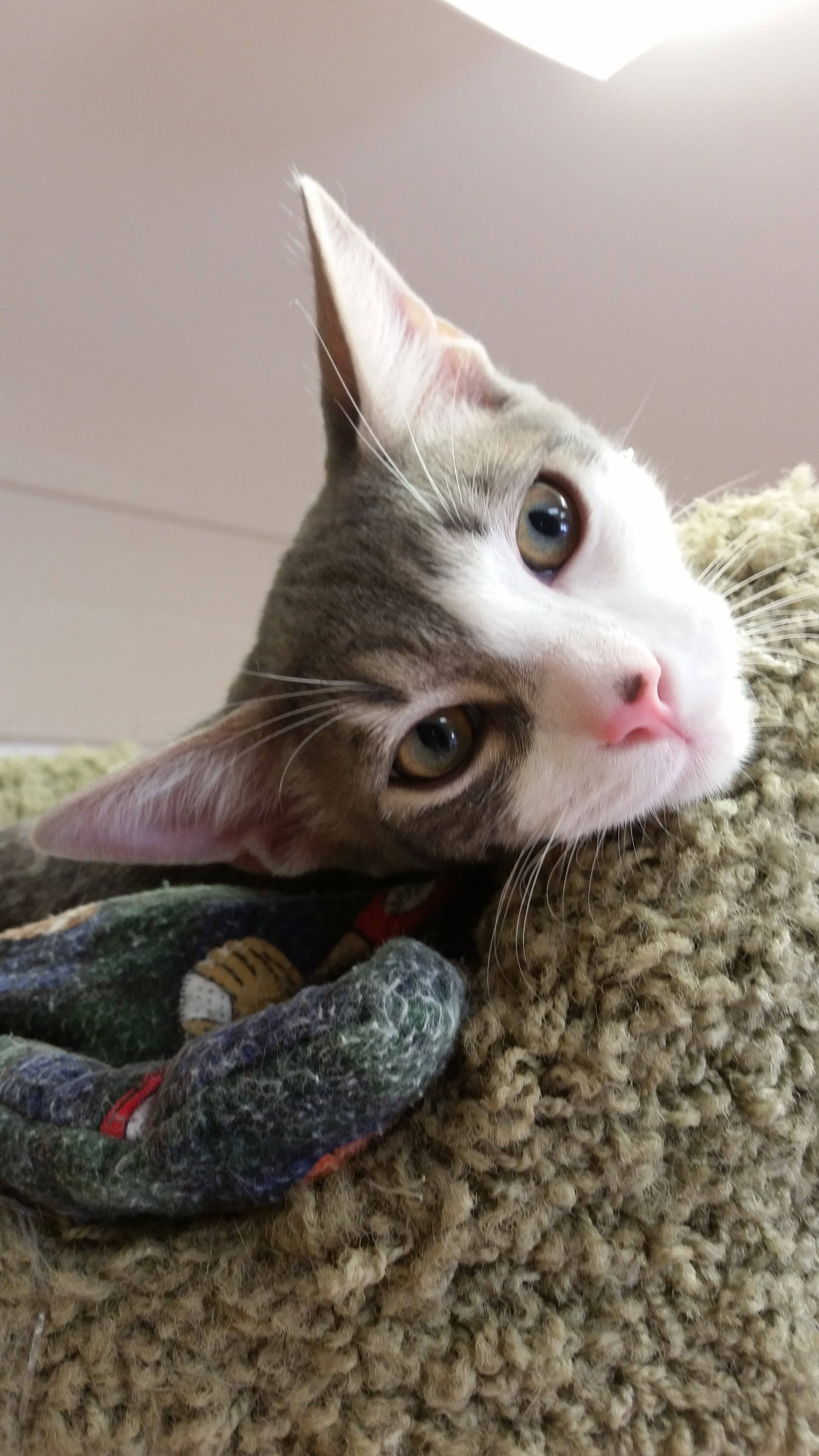 Enlarge Oliver, a Adoptable mixed breed in Spring Valley, CA image 2/6