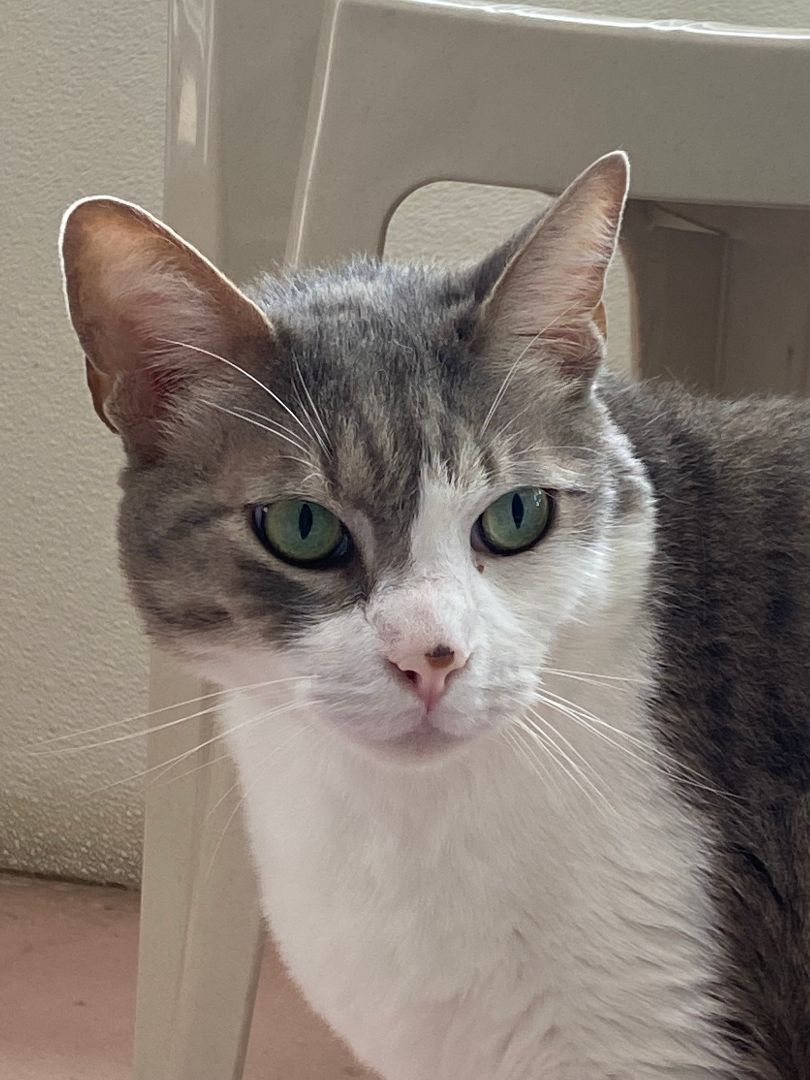 Enlarge Oliver, a Adoptable mixed breed in Spring Valley, CA image 3/6