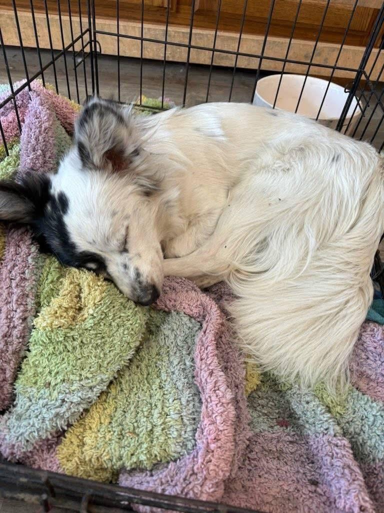 COURTESY POST: Chico, a Adopted Chihuahua in Akron, NY image 2/4