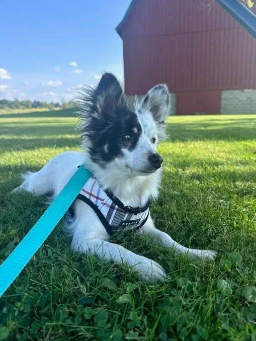 COURTESY POST: Chico, a Adopted Chihuahua in Akron, NY image 1/4