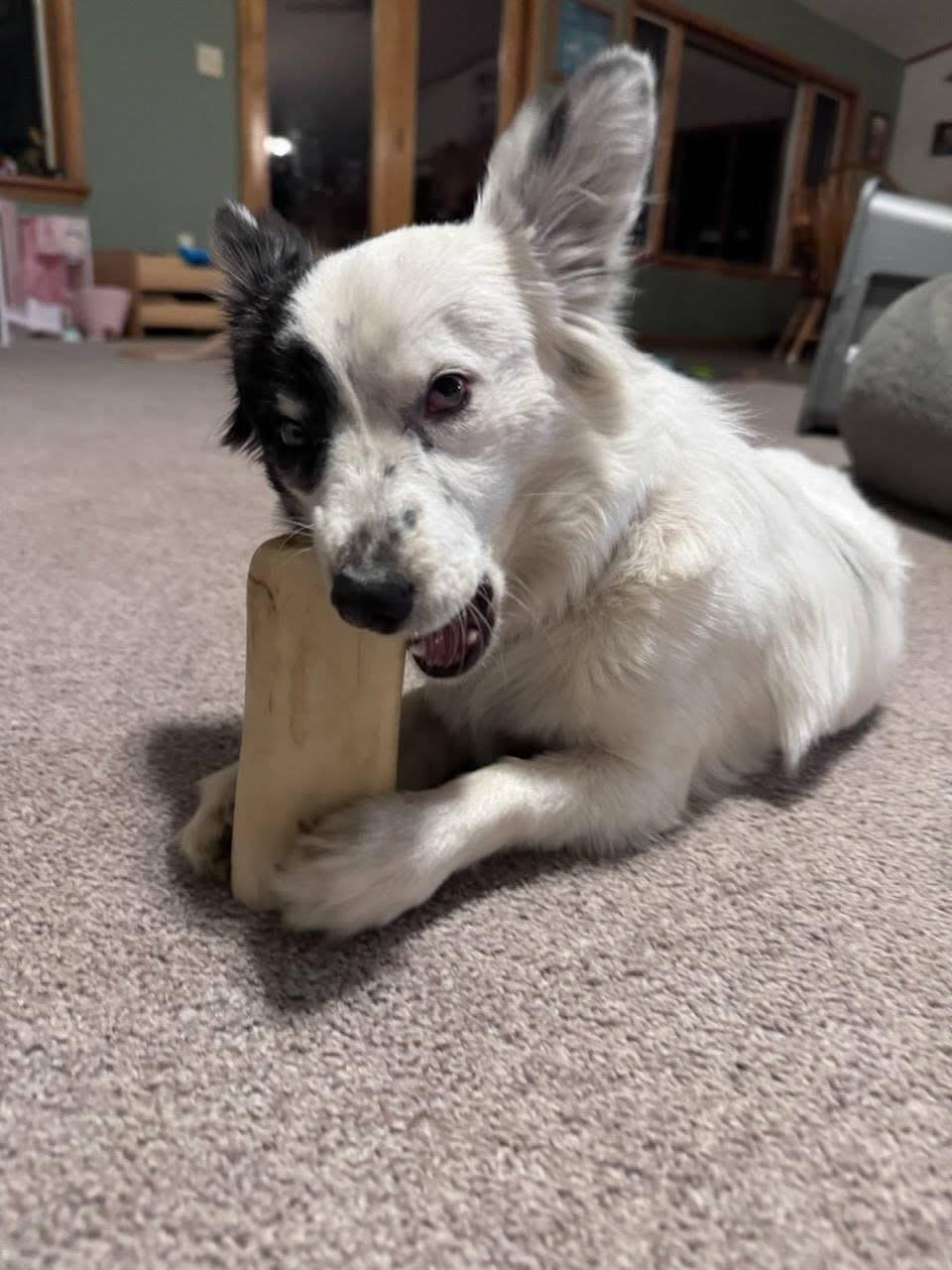 COURTESY POST: Chico, a Adopted Chihuahua in Akron, NY image 3/4