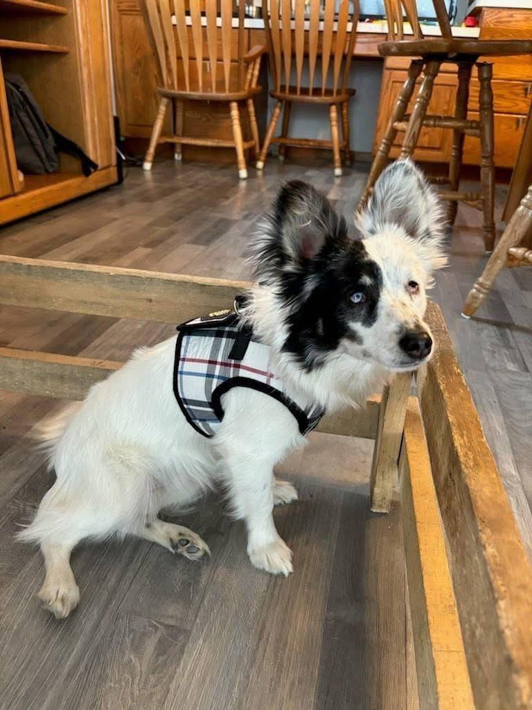 COURTESY POST: Chico, a Adopted Chihuahua in Akron, NY image 4/4