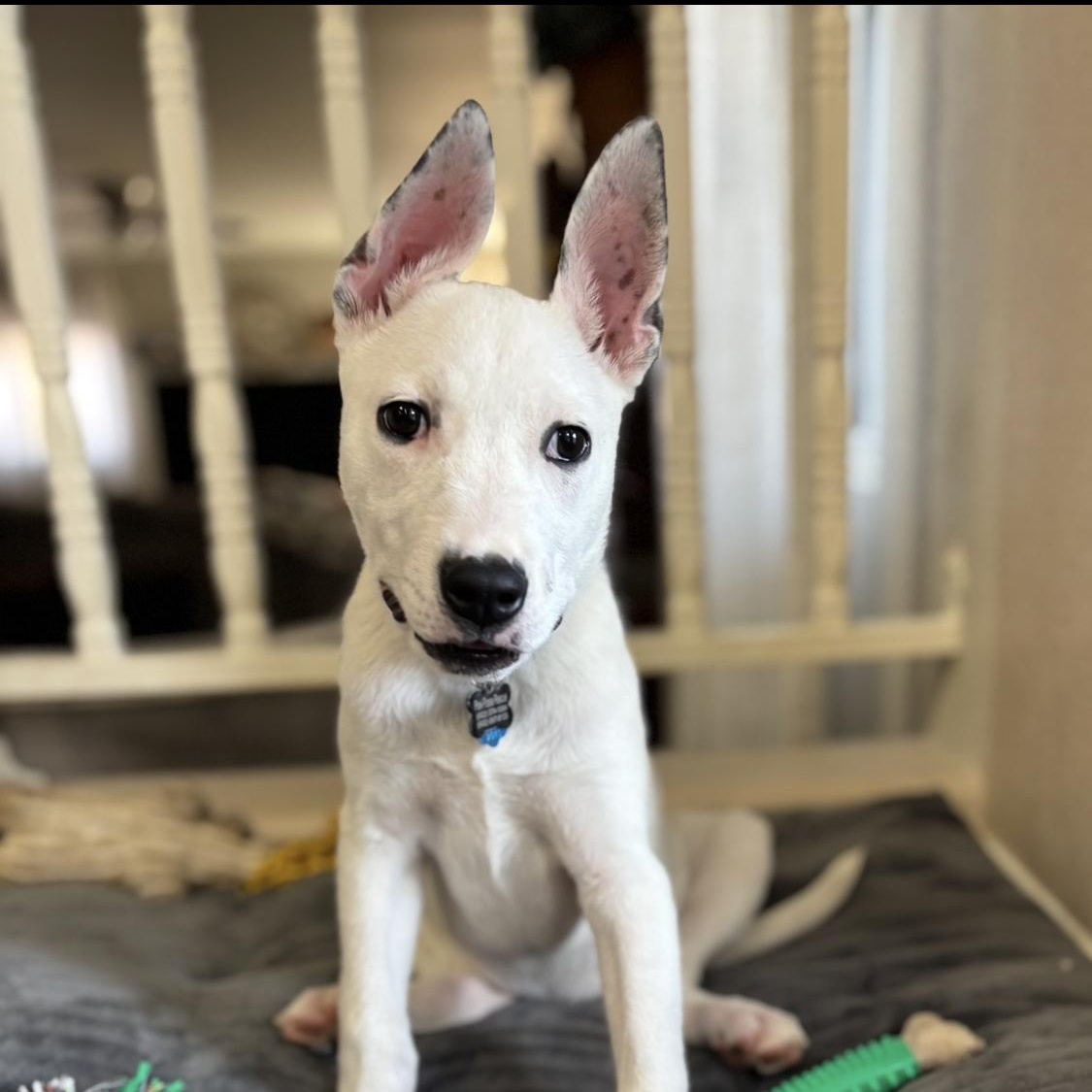 Princess Ariel, a Adoptable mixed breed in Phoenix, AZ image 1/5