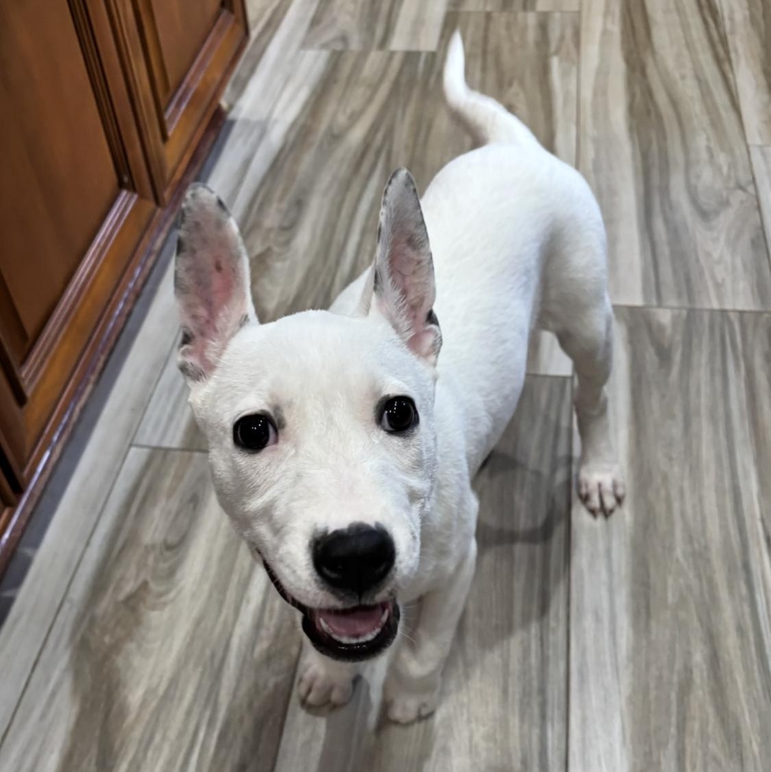 Princess Ariel, a Adoptable mixed breed in Phoenix, AZ image 3/5