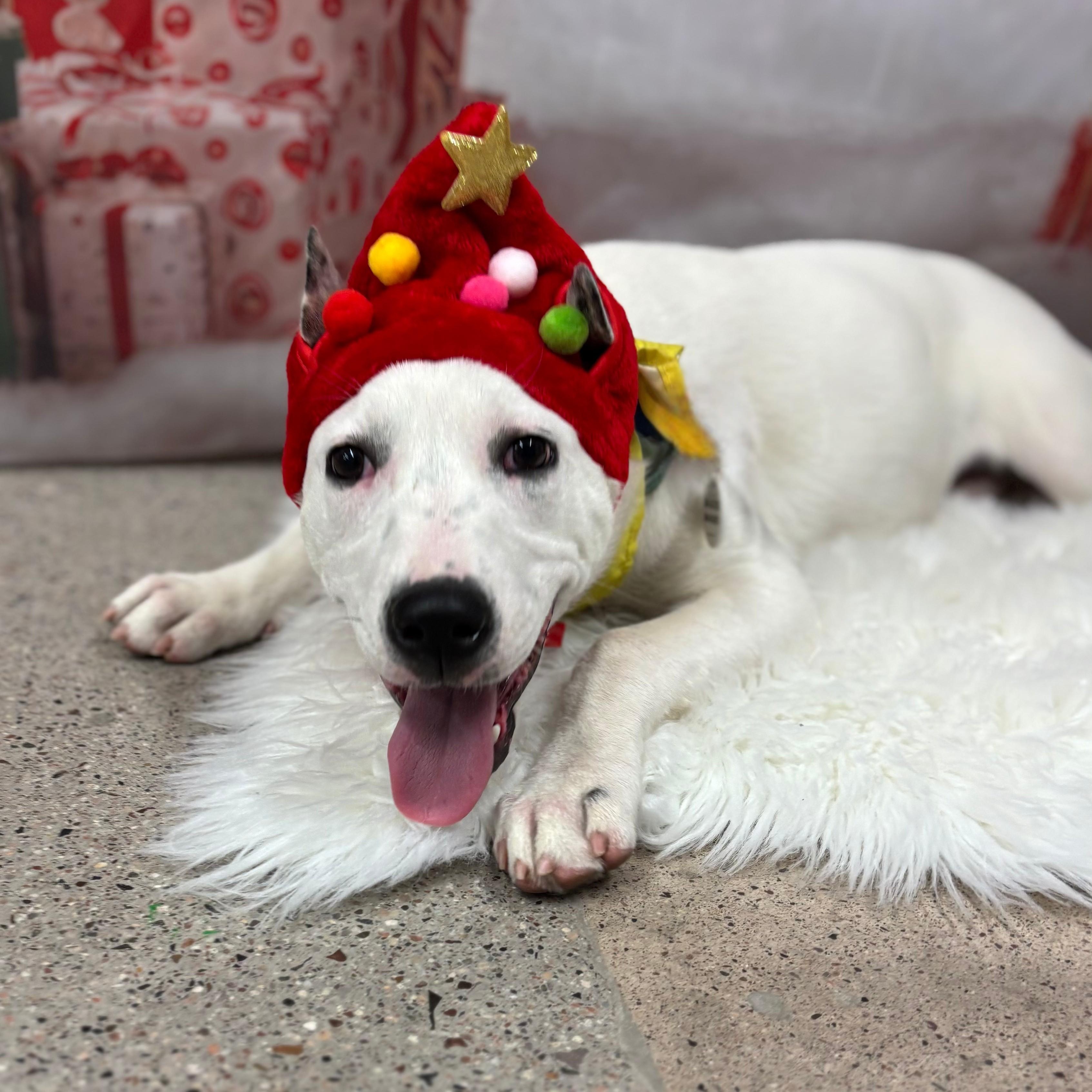 Princess Ariel, a Adoptable mixed breed in Phoenix, AZ image 4/5