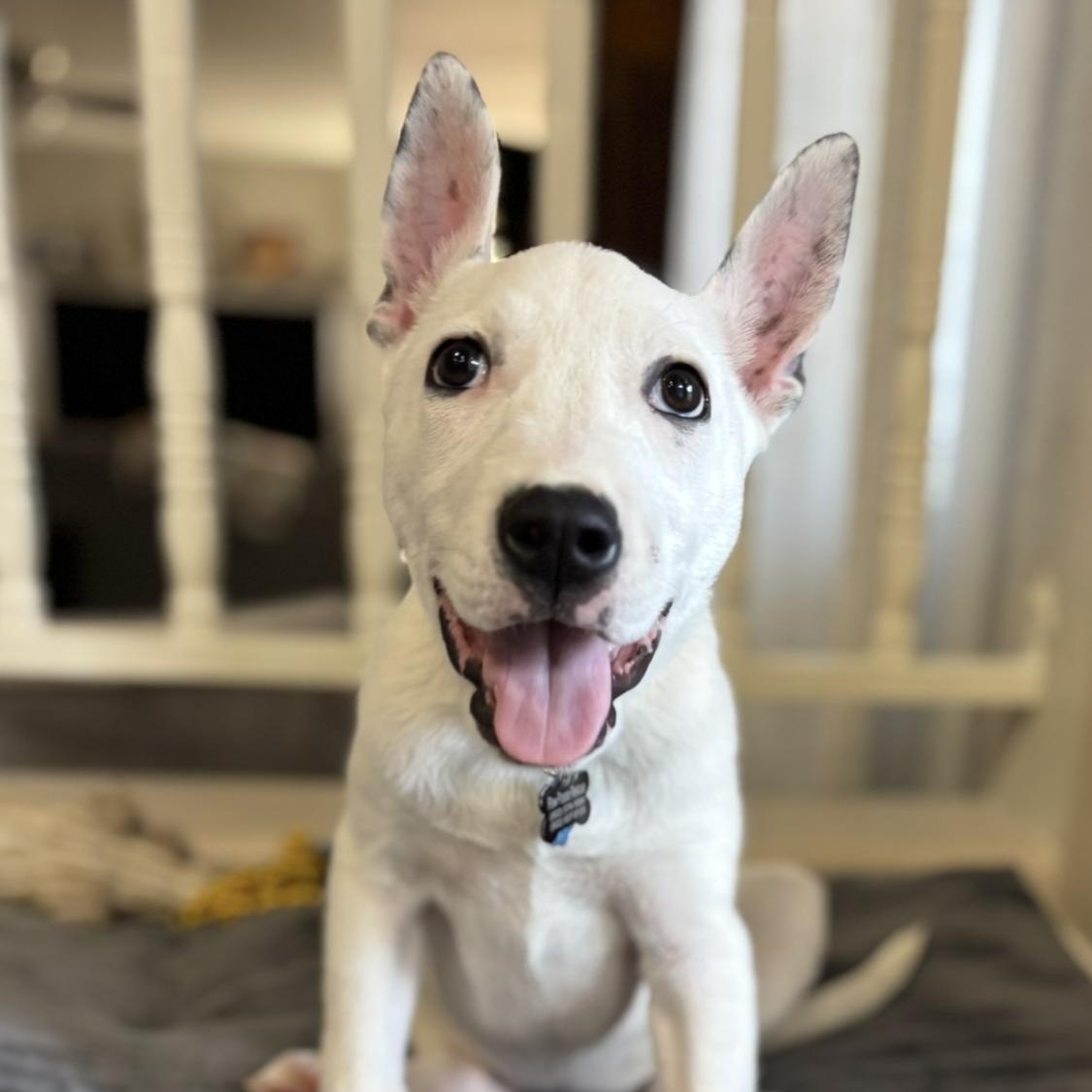 Princess Ariel, a Adoptable mixed breed in Phoenix, AZ image 5/5