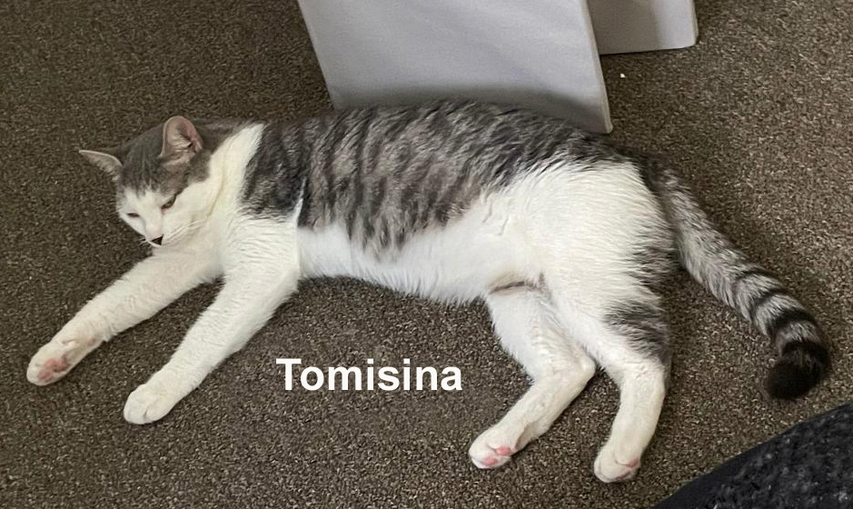 Enlarge Tomisina Tro.  (prefers to be an only kitty), a Adoptable mixed breed in Stowe, PA image 2/4
