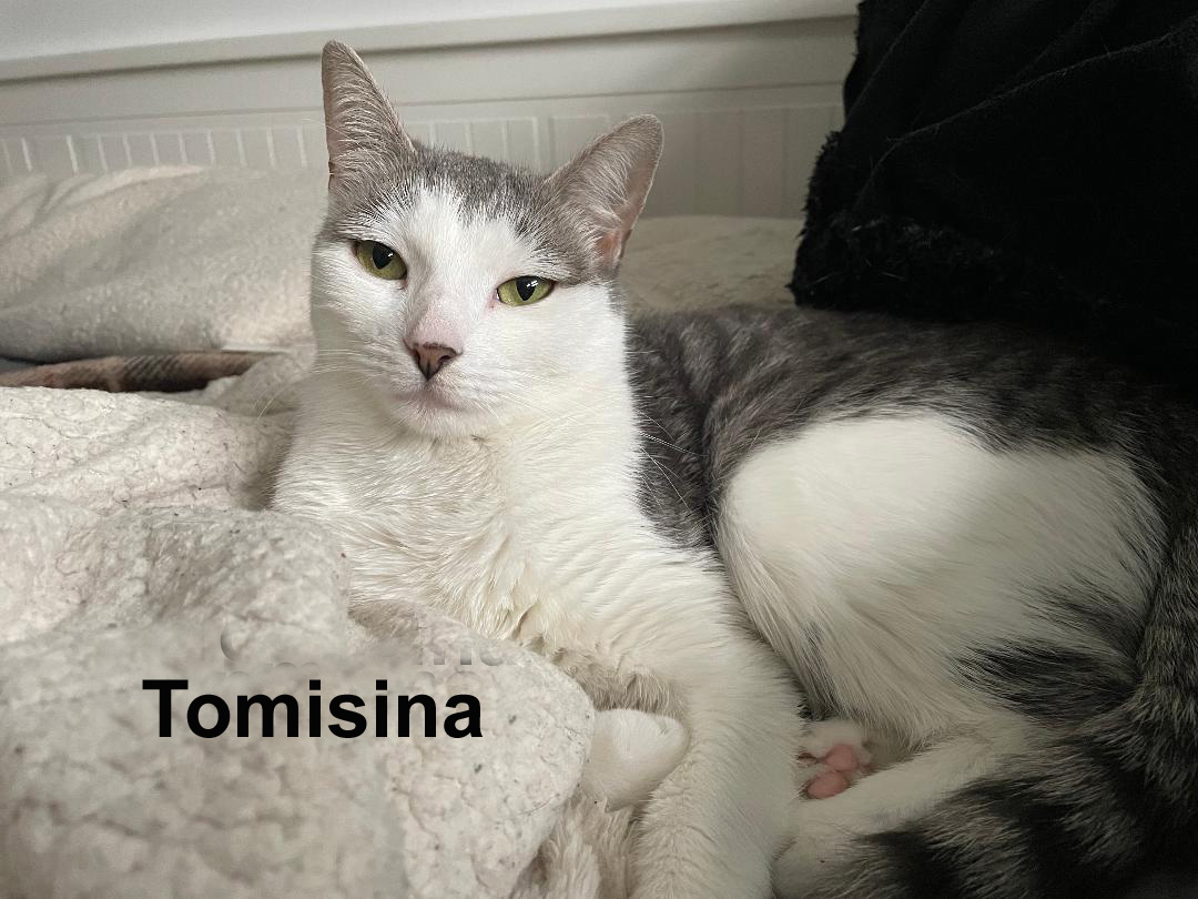 Enlarge Tomisina Tro.  (prefers to be an only kitty), a Adoptable mixed breed in Stowe, PA image 1/4