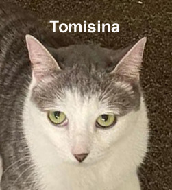 Enlarge Tomisina Tro.  (prefers to be an only kitty), a Adoptable mixed breed in Stowe, PA image 3/4