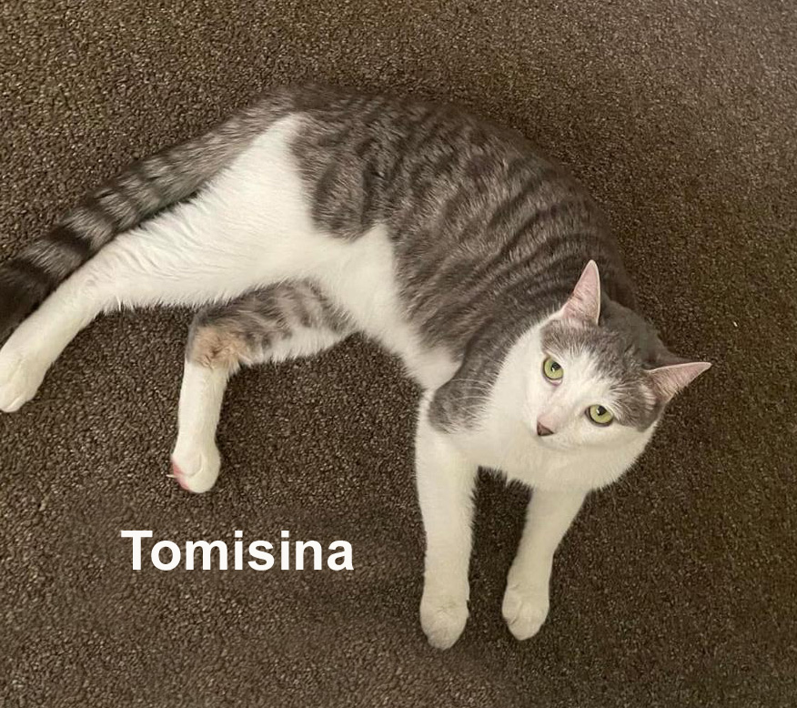 Enlarge Tomisina Tro.  (prefers to be an only kitty), a Adoptable mixed breed in Stowe, PA image 4/4
