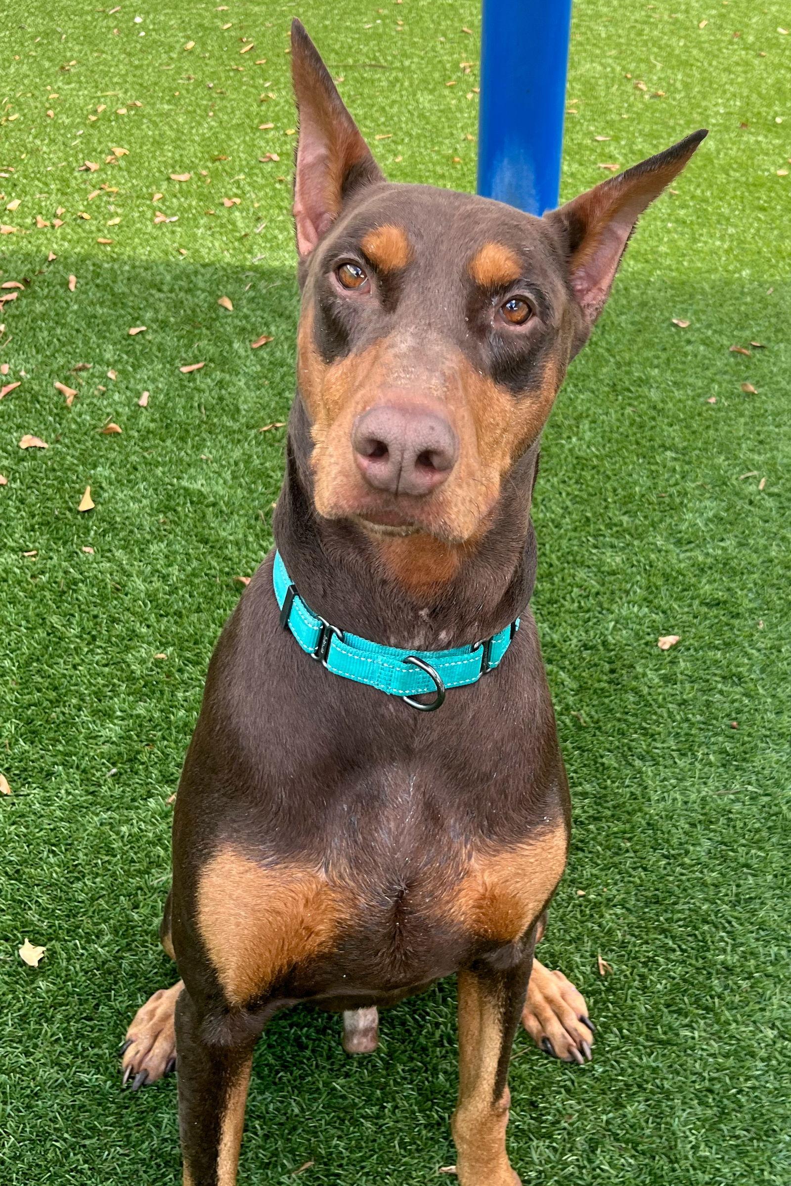 Dirk 3504, Adoptable, Young Male Doberman Pinscher.