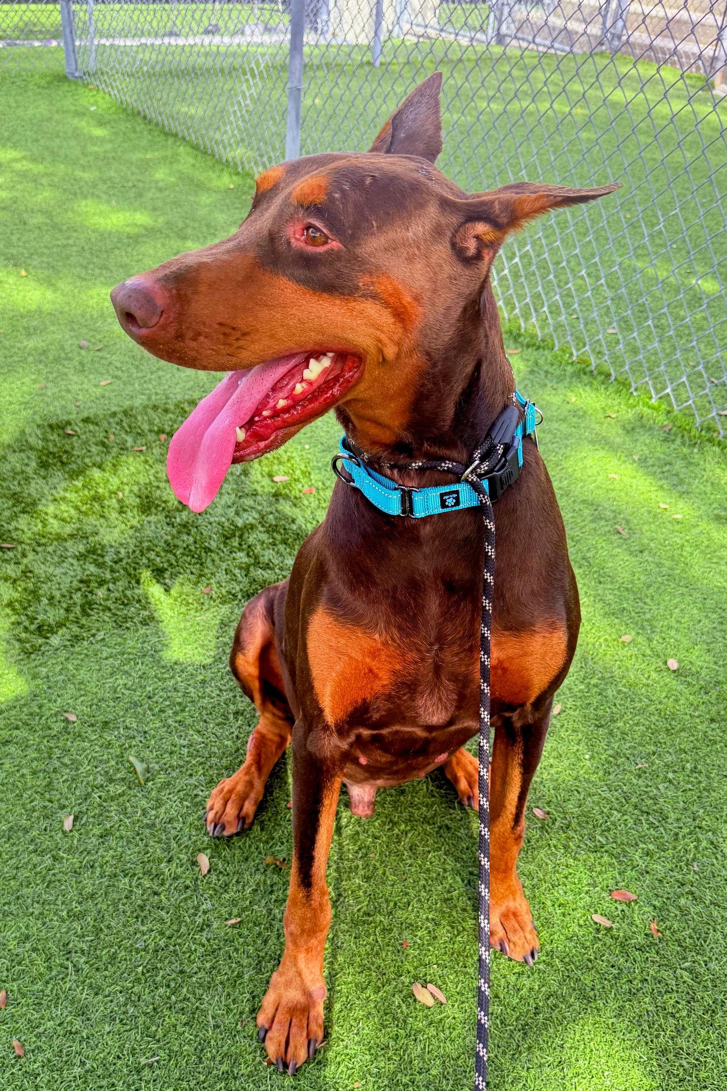Enlarge Dirk 3504, a Adoptable Doberman Pinscher in Oakland Park, FL image 2/3