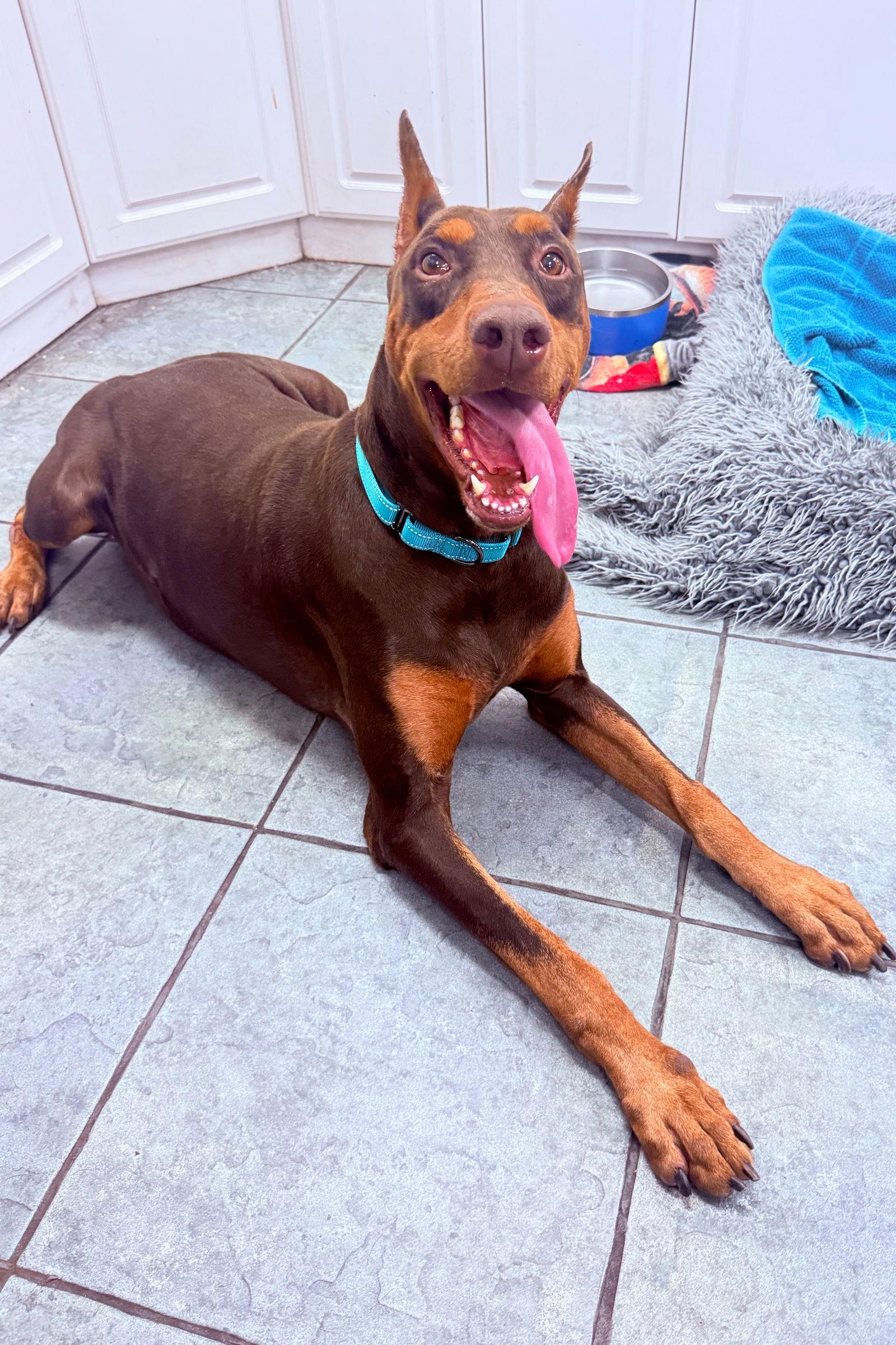 Enlarge Dirk 3504, a Adoptable Doberman Pinscher in Oakland Park, FL image 3/3