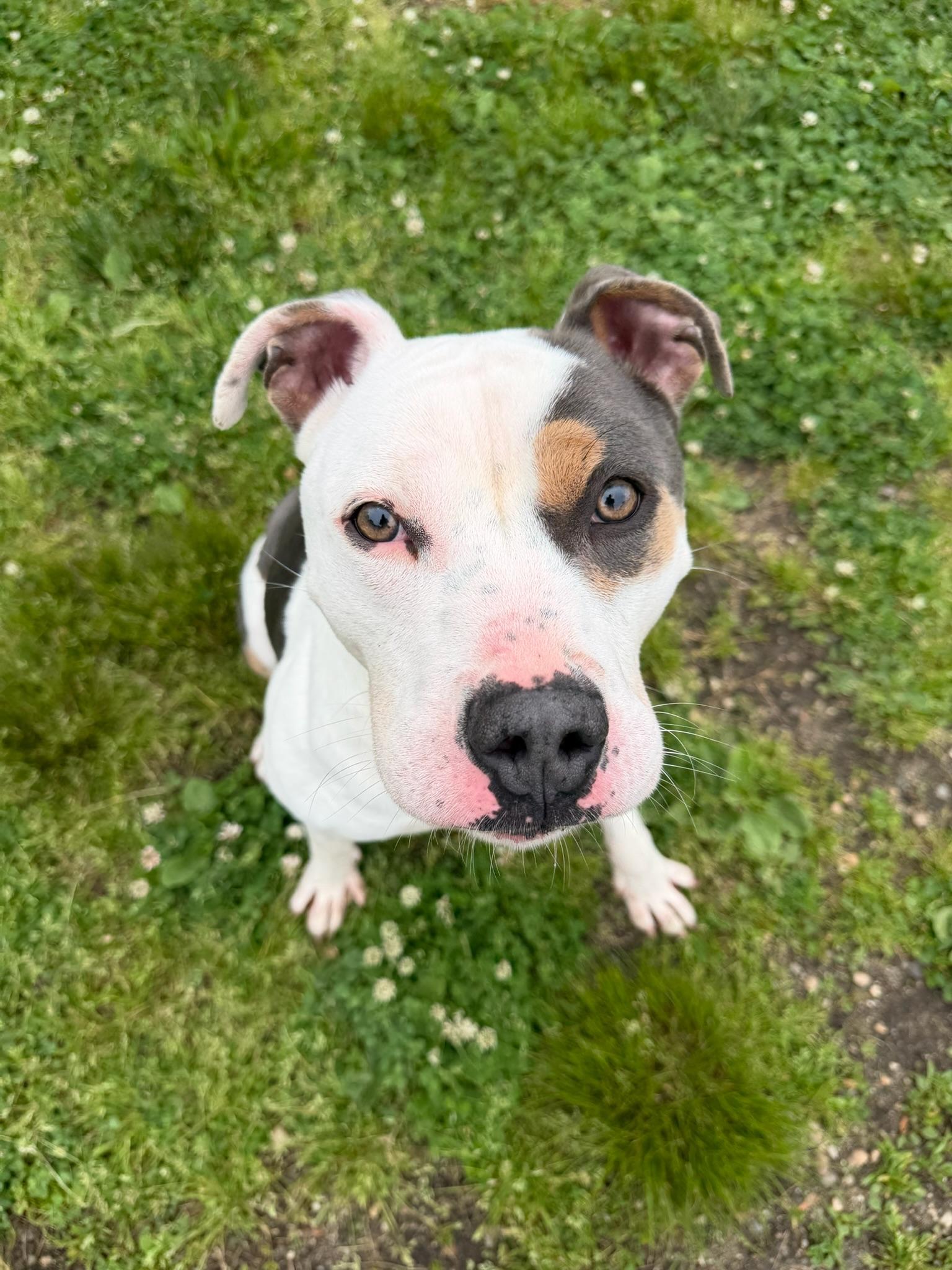 Enlarge Benny Tag 393, a ADOPTABLE mixed breed in Central Islip, NY image 1/1