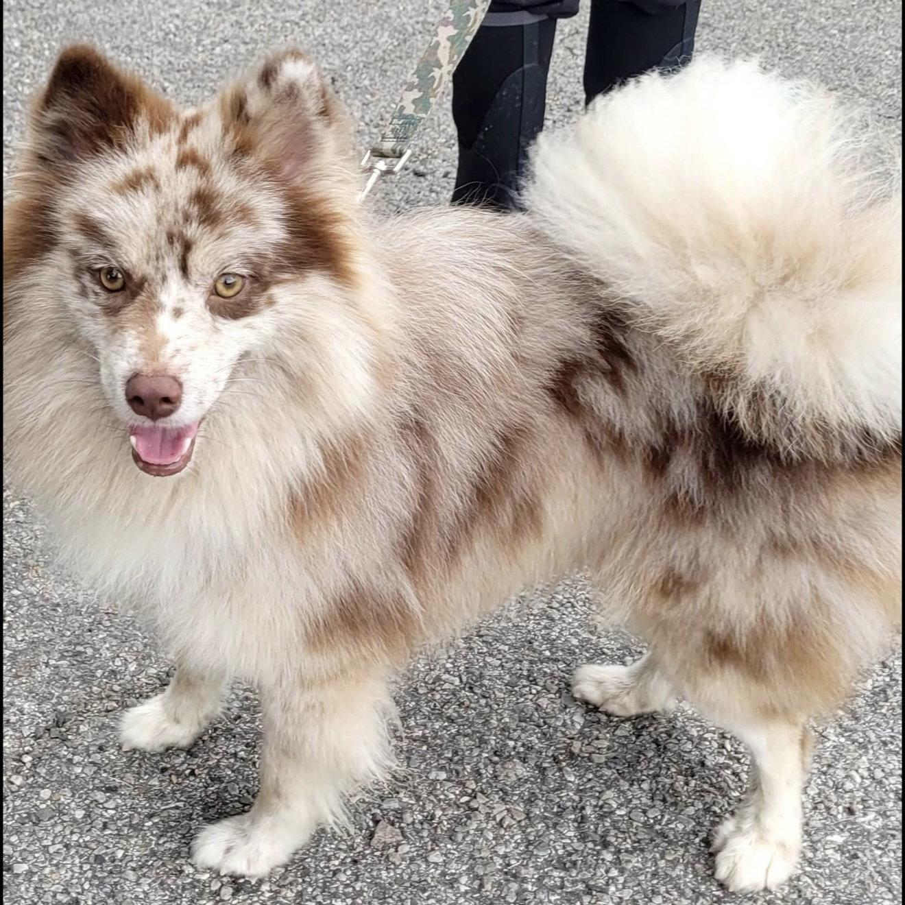 Buddy, Adoptable, Young Male Pomeranian & Siberian Husky.