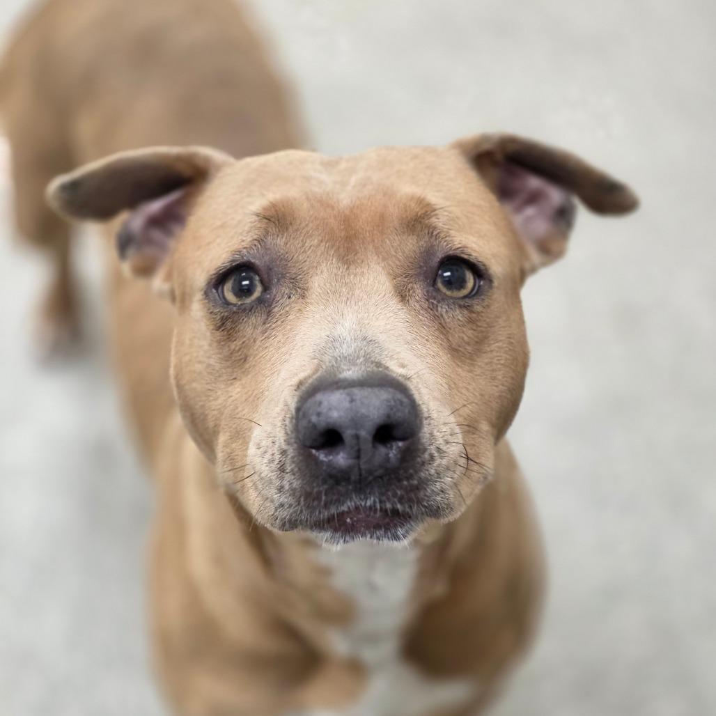 Hackberry, Adoptable, Adult Female Pit Bull Terrier & Mixed Breed.