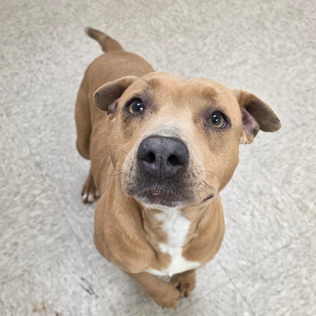 Hackberry, a Adoptable mixed breed in Chatham, VA image 2/2