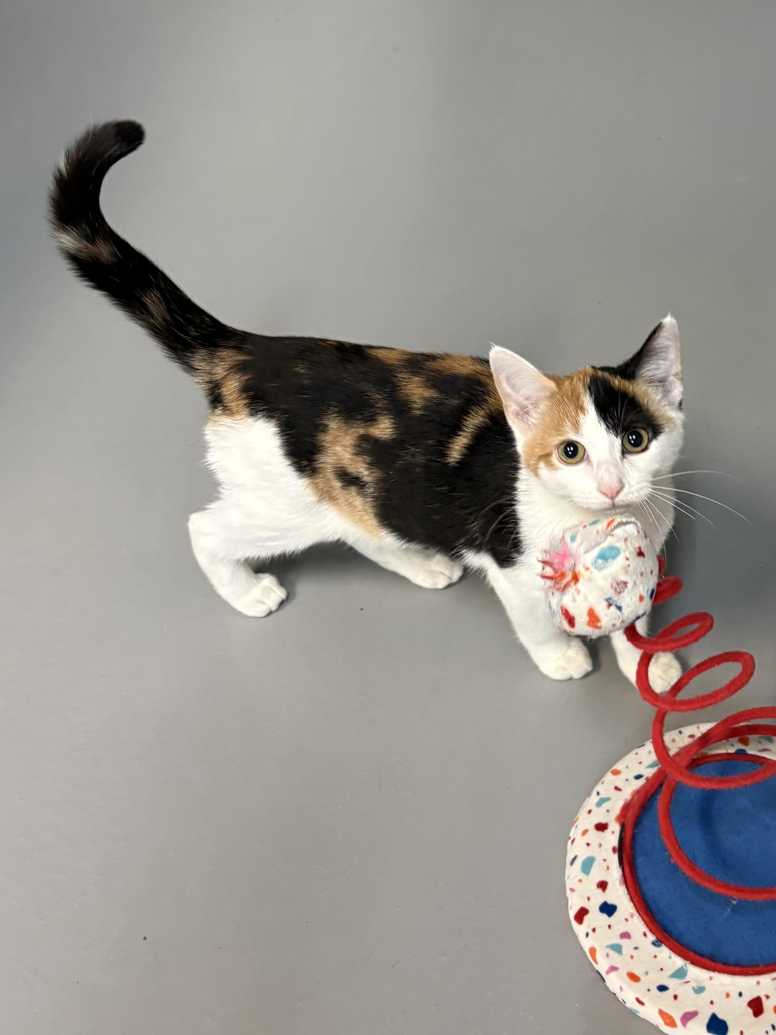 Saffron, an adopted American Shorthair in Big Rapids, MI image 4/5