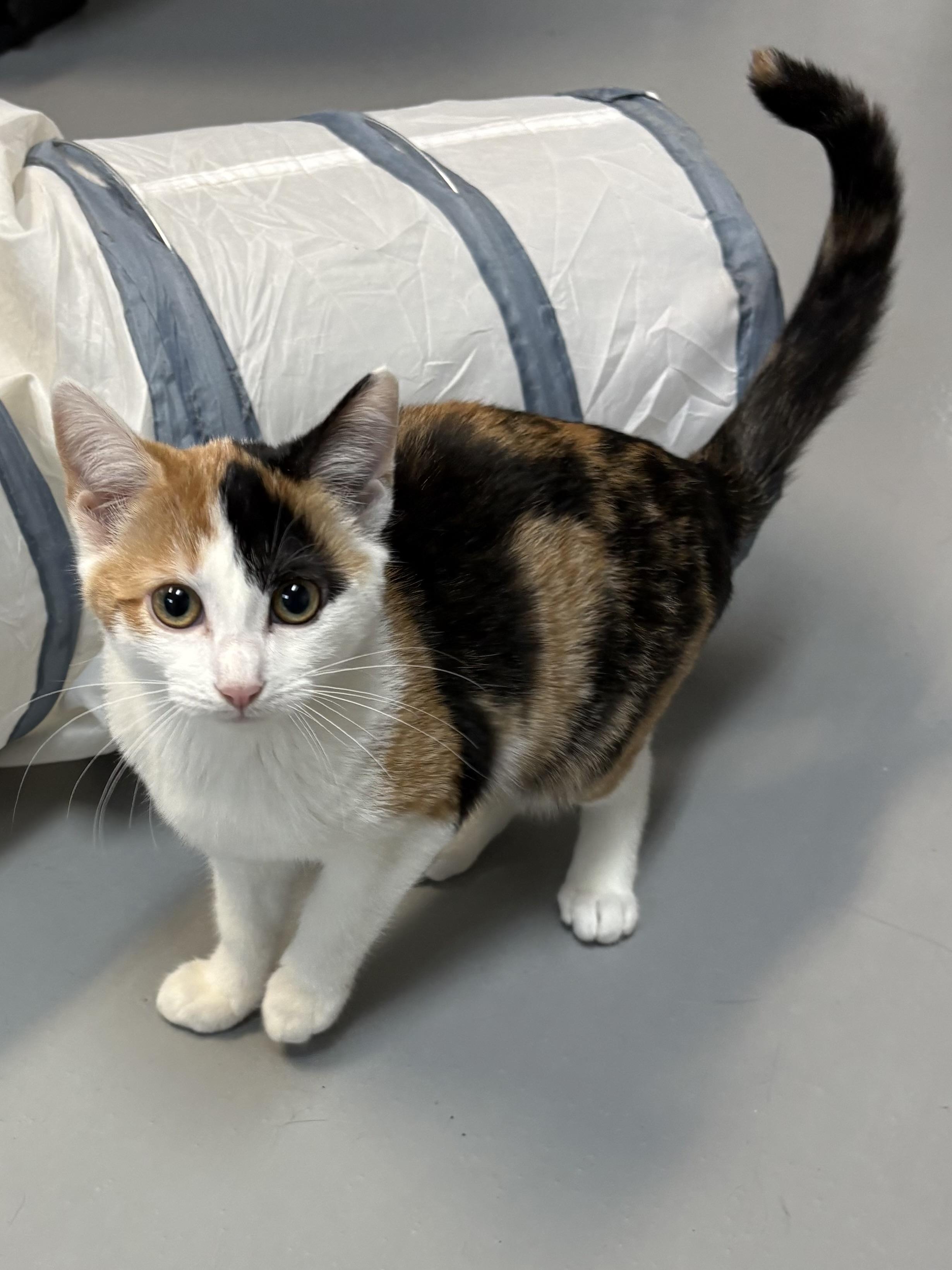 Saffron, an adopted American Shorthair in Big Rapids, MI image 5/5