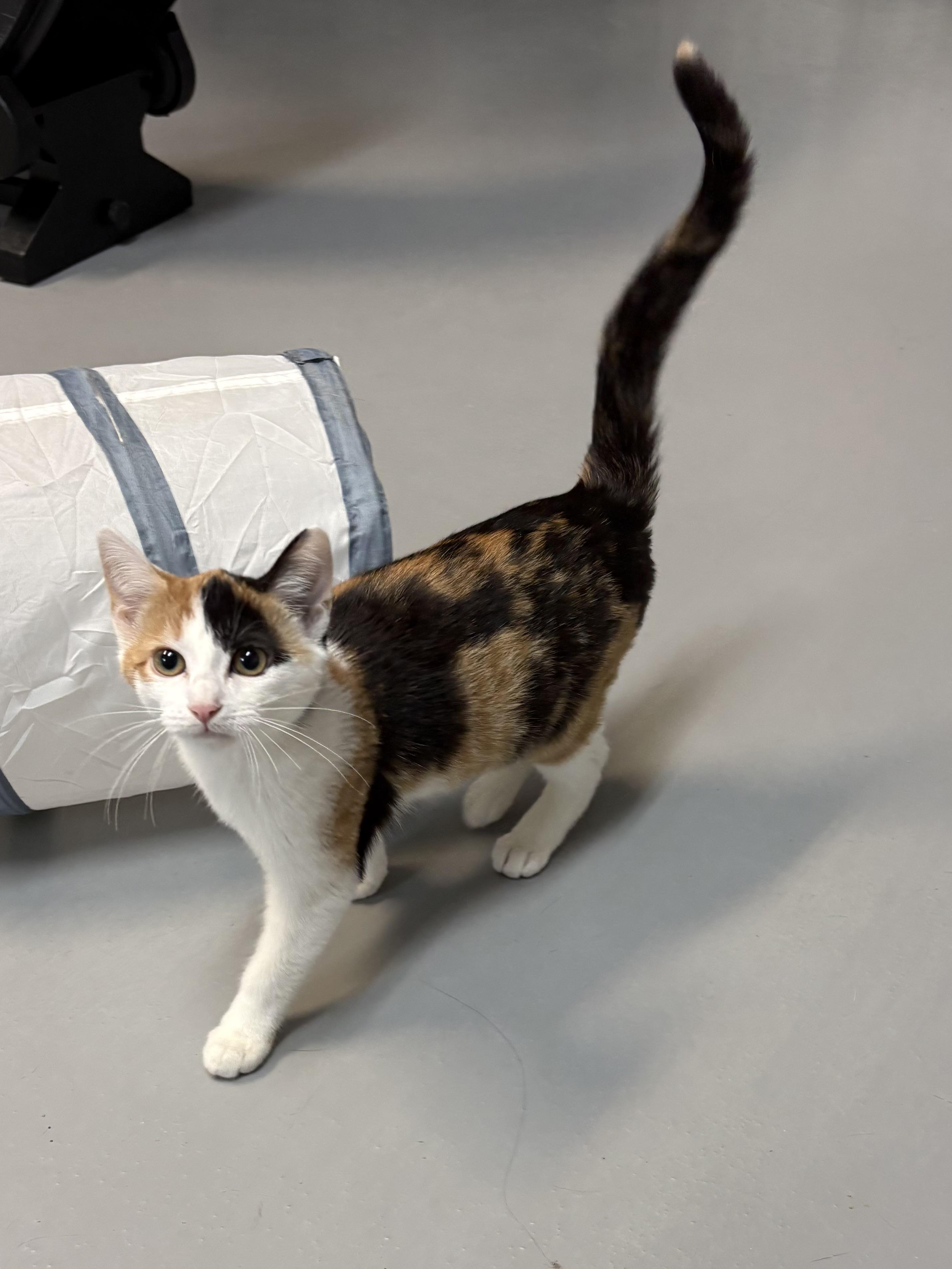 Saffron, an adopted American Shorthair in Big Rapids, MI image 3/5