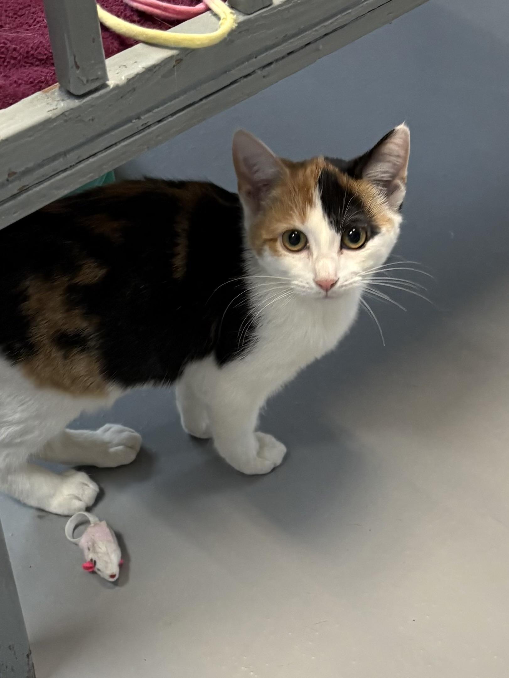 Saffron, an adopted American Shorthair in Big Rapids, MI image 1/5