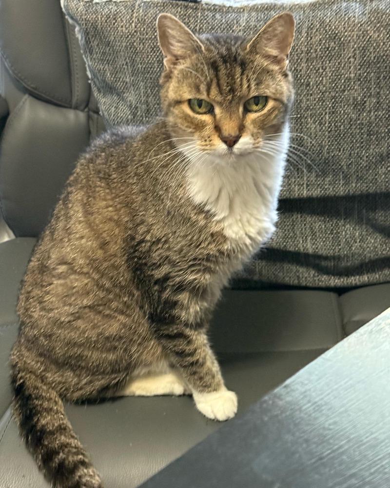 Minnie Pearl, Adoptable, Senior Female Domestic Short Hair.