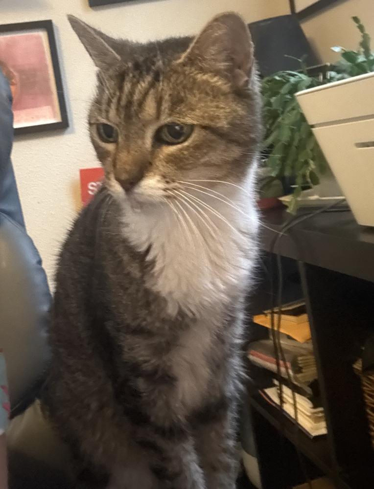 Enlarge Minnie Pearl, a Adoptable Domestic Short Hair in Orlando, FL image 2/4