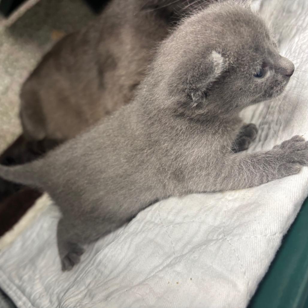 Grey, a Adoptable Domestic Short Hair in Springtown, TX image 1/2