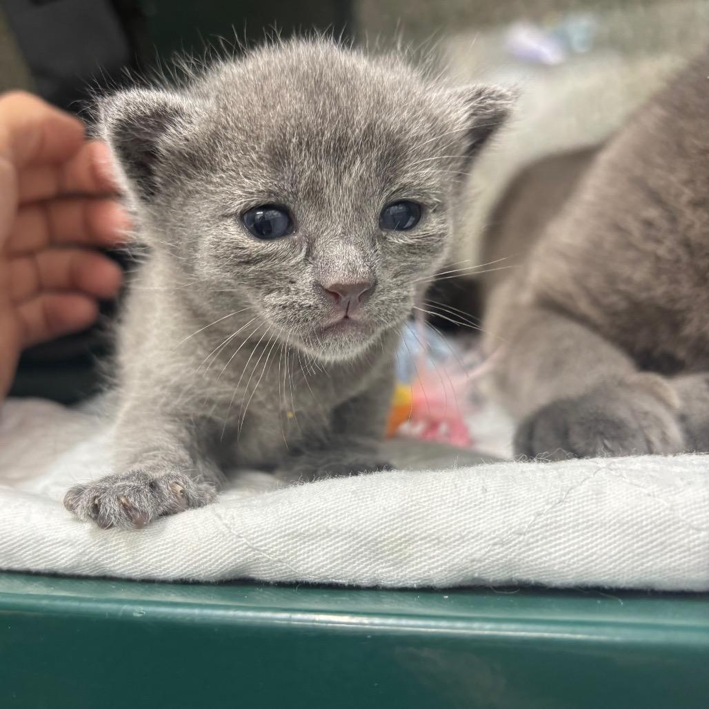 Grey, a Adoptable Domestic Short Hair in Springtown, TX image 2/2