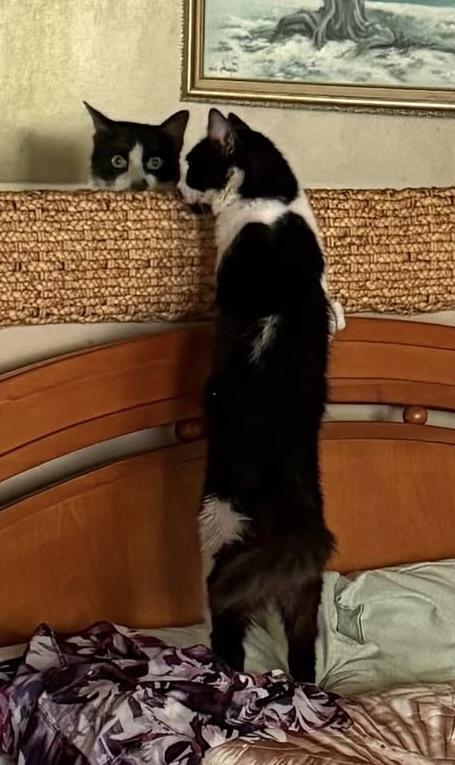 Olly, a Adoptable Domestic Short Hair in Quincy, MA image 4/6