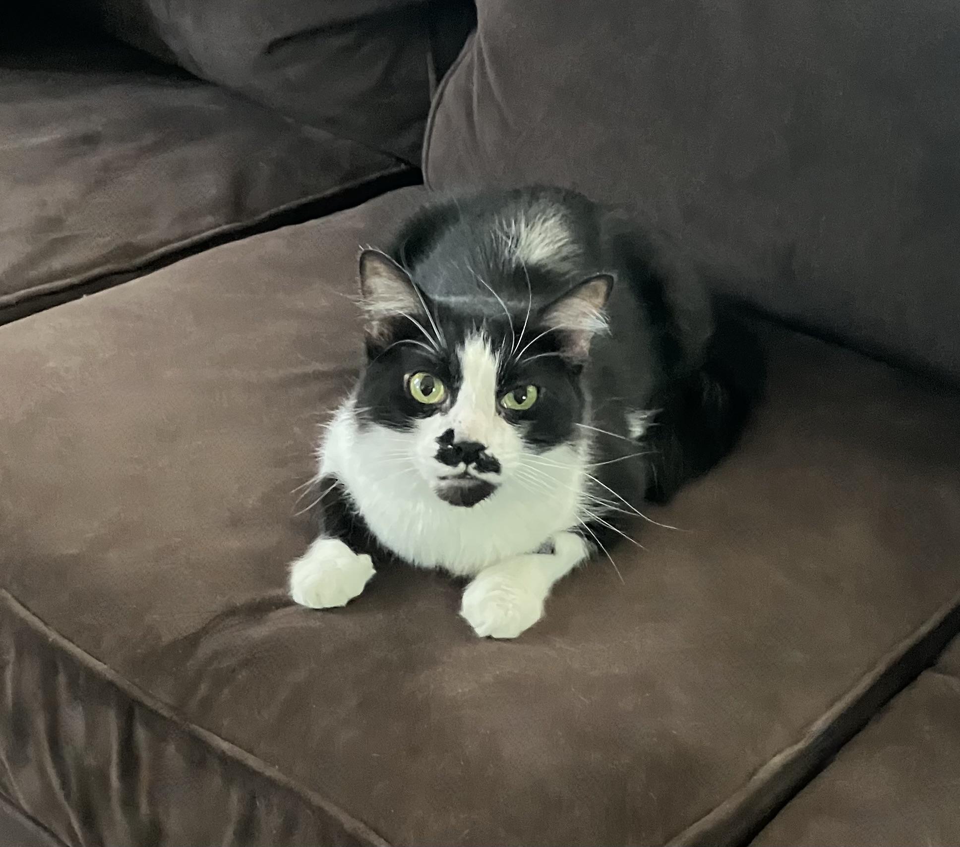 Olly, Adoptable, Young Male Domestic Short Hair.