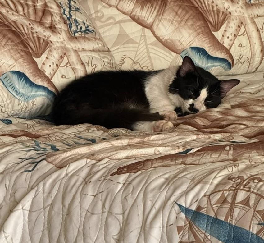 Olly, a Adoptable Domestic Short Hair in Quincy, MA image 6/6
