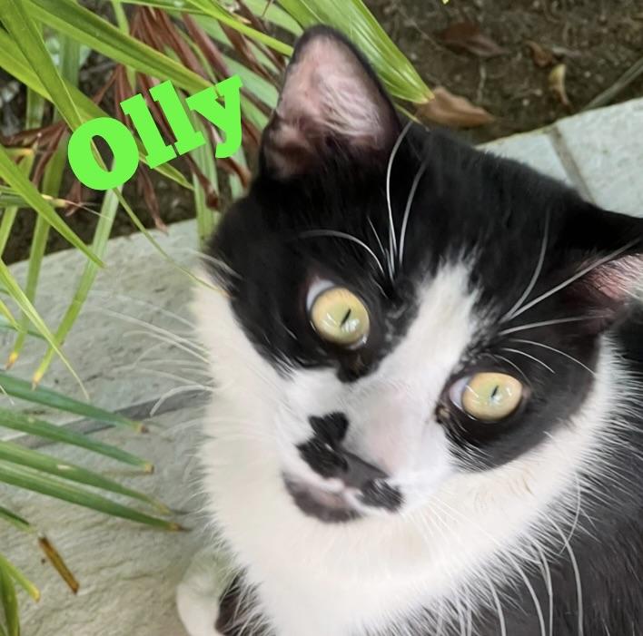Olly, a Adoptable Domestic Short Hair in Quincy, MA image 5/6