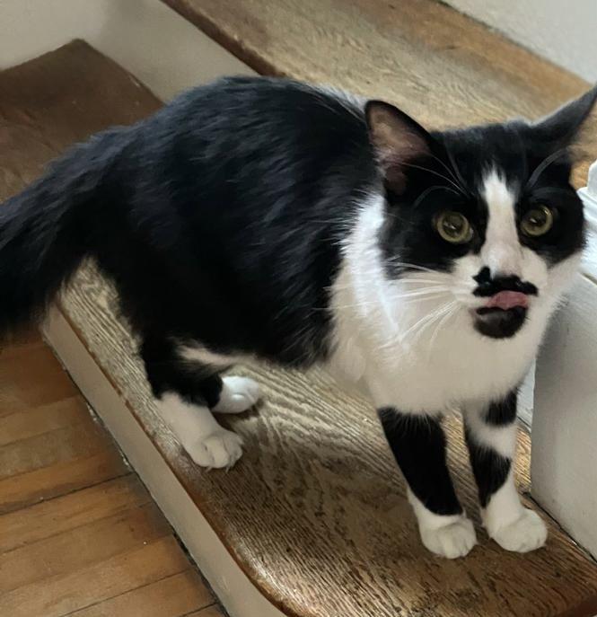 Olly, a Adoptable Domestic Short Hair in Quincy, MA image 3/6
