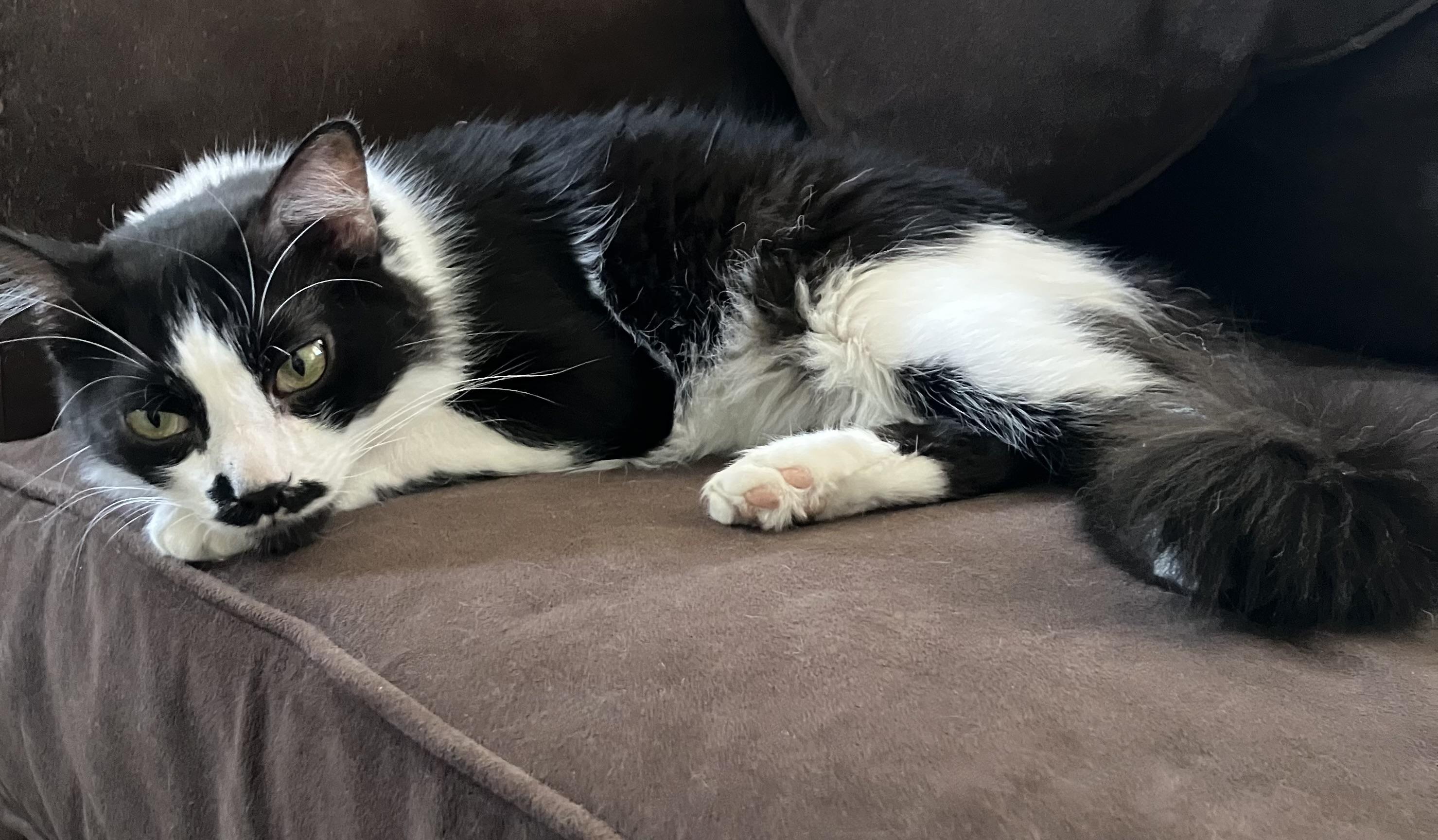 Olly, a Adoptable Domestic Short Hair in Quincy, MA image 2/6