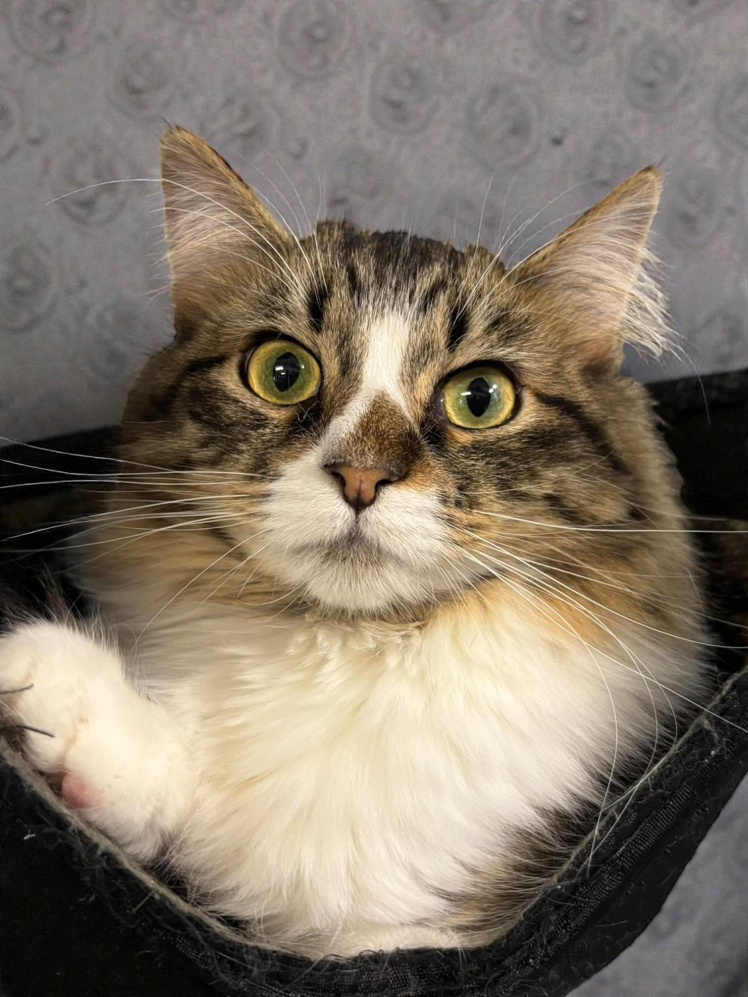 Hyacinth, Adopted, Kitten Female Domestic Long Hair.