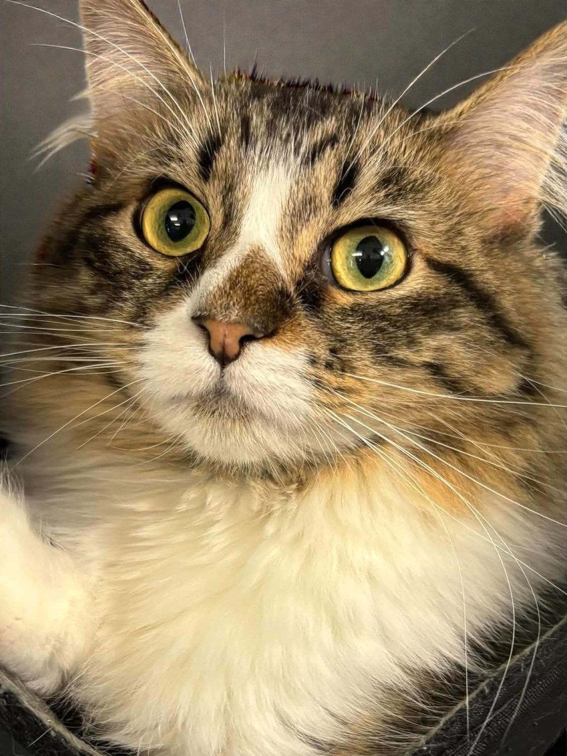 Enlarge Hyacinth, a Adopted Domestic Long Hair in Champaign, IL image 2/3