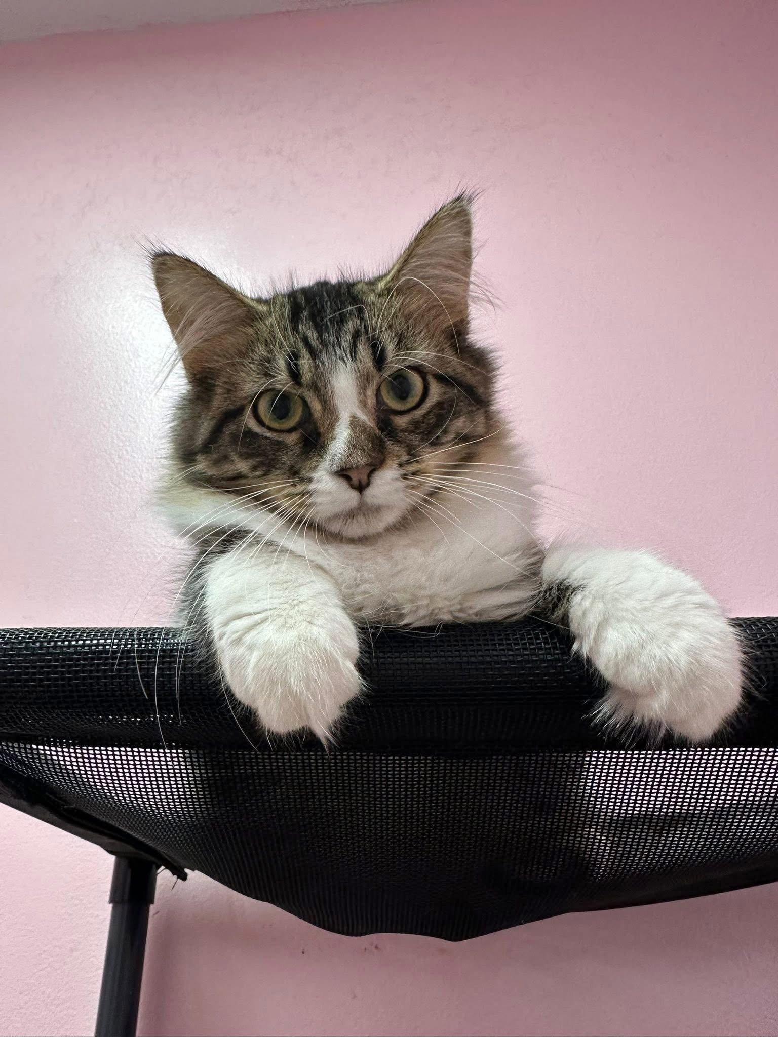 Enlarge Hyacinth, a Adopted Domestic Long Hair in Champaign, IL image 3/3