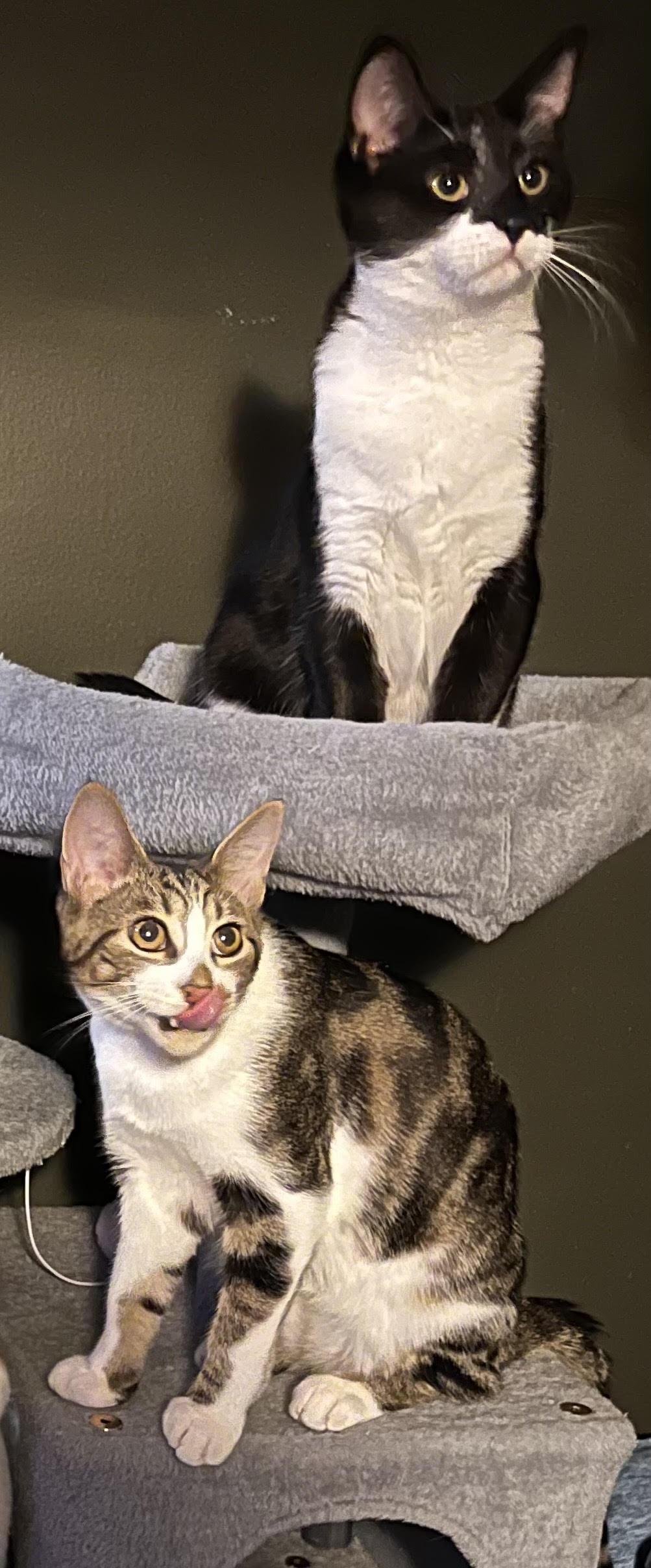 Enlarge Linus, a Adoptable Domestic Short Hair in Rootstown, OH image 1/3