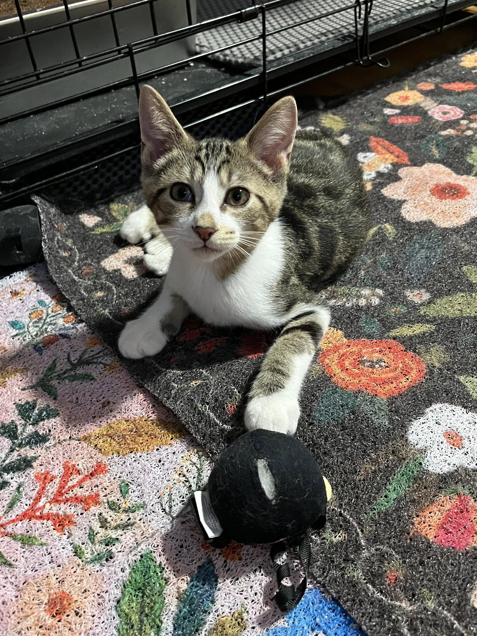 Linus, Adoptable, Kitten Male Domestic Short Hair.